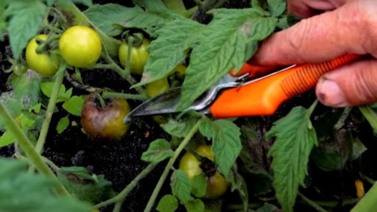 Zaraza ziemniaczana pomidorów