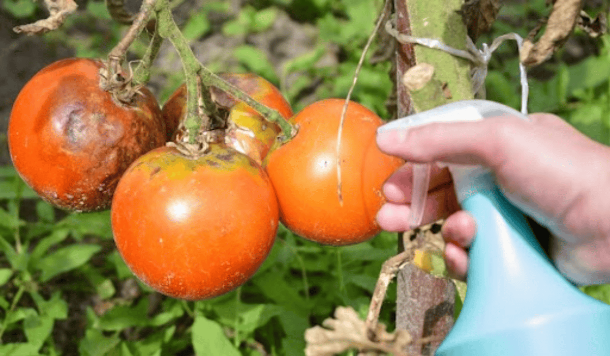 Ekologiczny oprysk – zaraza ziemniaczana na pomidorach nie ma szans!