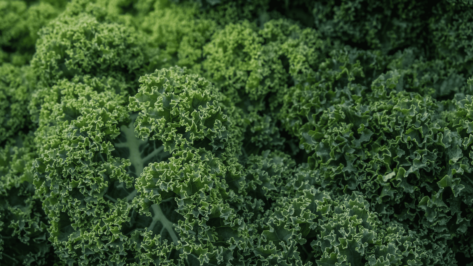 Za rzadko jemy. Najlepsza na pamięć, zdrowe kości i gładką cerę