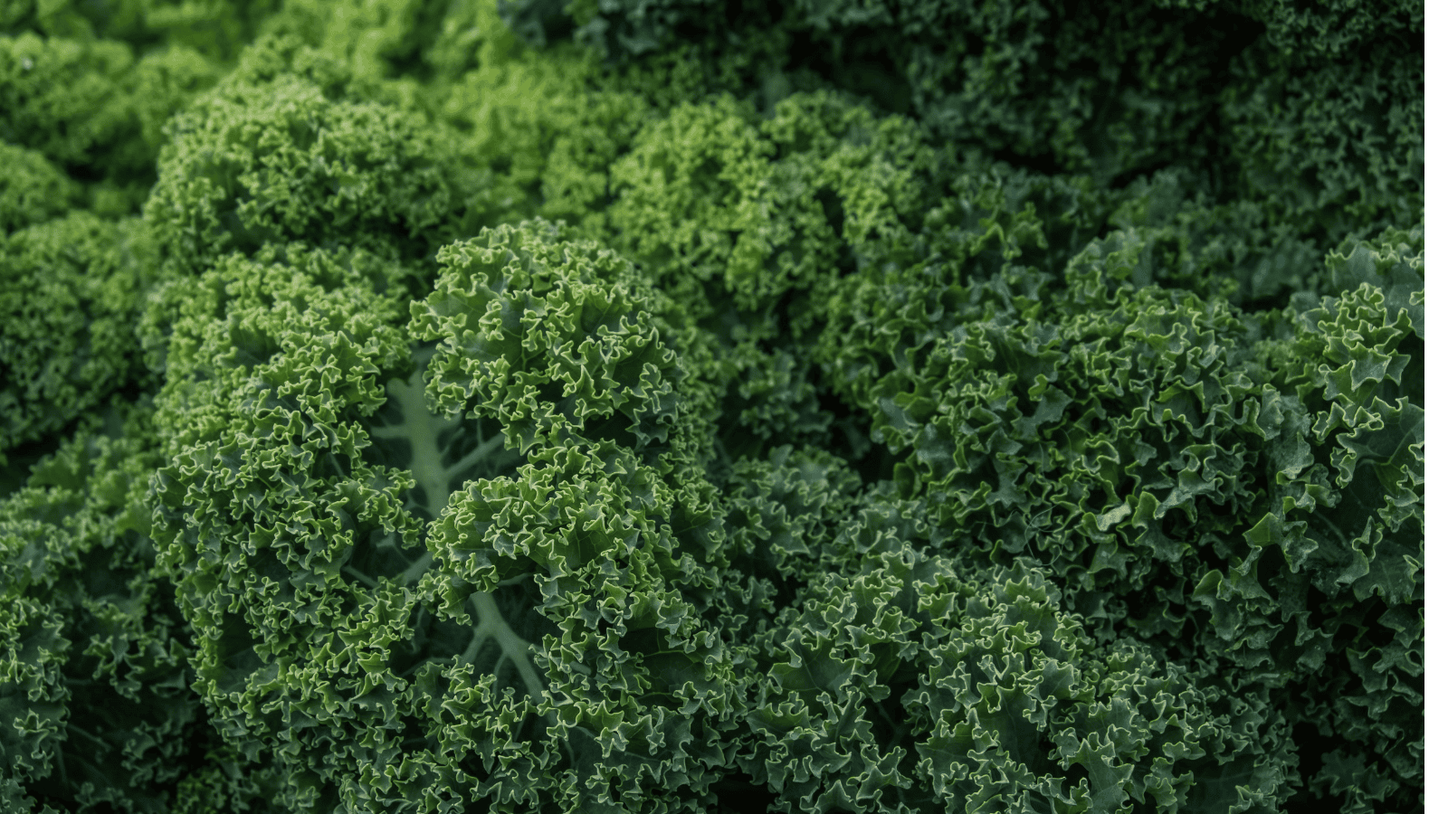 Ta roślina ma więcej wapnia niż mleko. Jedz dla zdrowia kości, ale i dla urody