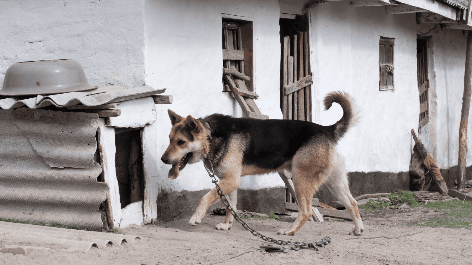 pies na łańcuchu