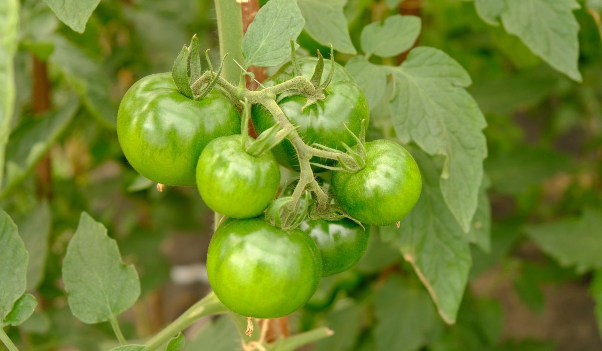 Zielona pomidory