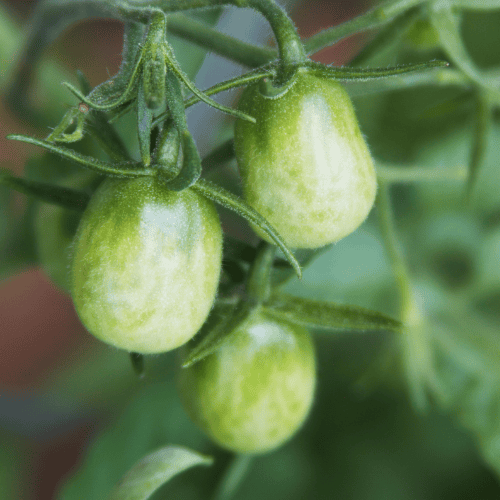 Zielony pomidor.png