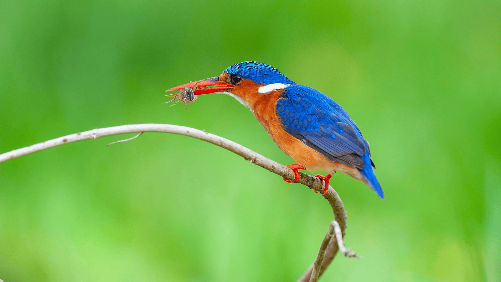 Wygląda jak przybysz z tropików, a żyje w Polsce. Jak zaprosić zimorodka do ogrodu?