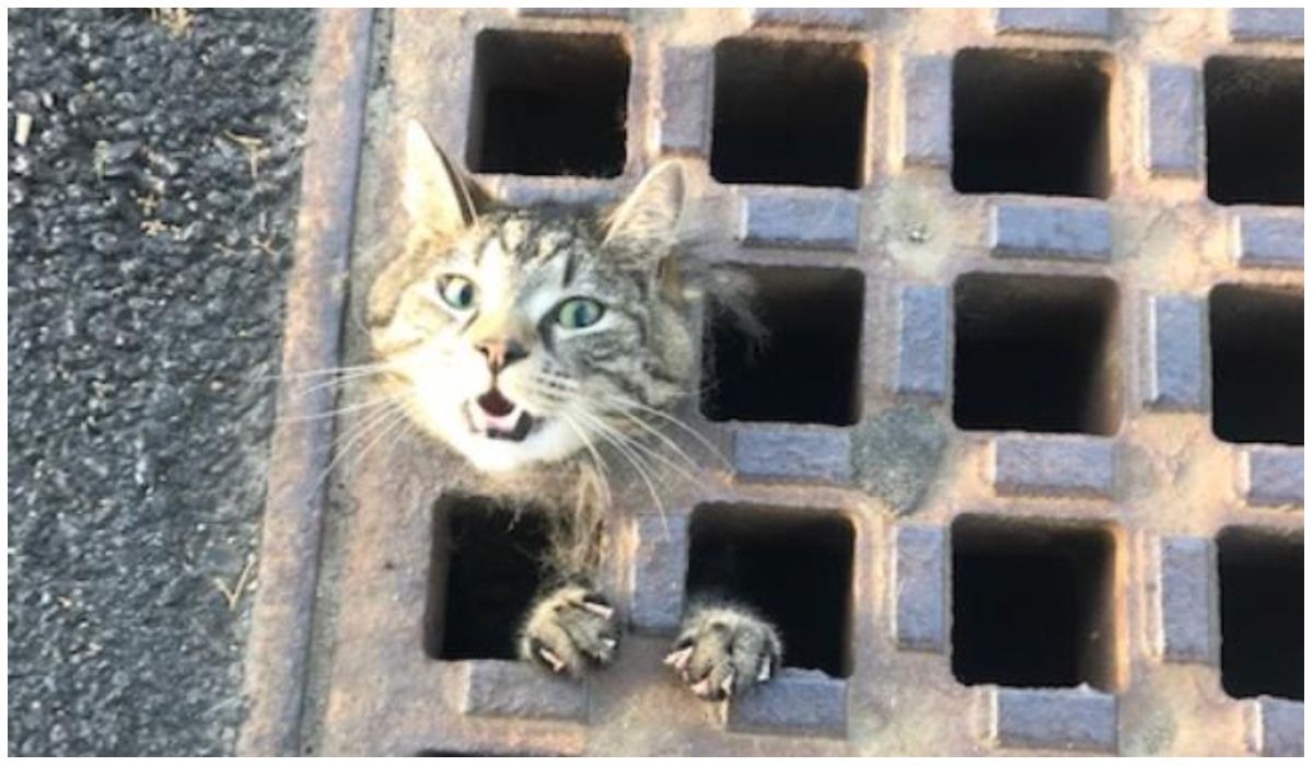 kot uwięziony w studzience kanalizacyjnej
