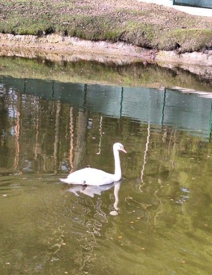 Łabędź spadł pod koła samochodu. Lasy Państwowe pokazały wstrząsające nagranie