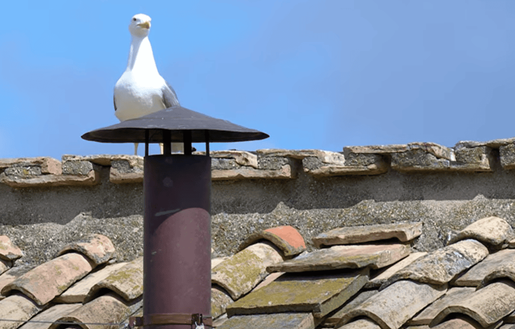 Biały dym nad Watykanem. Właśnie ogłosili, mamy nowego papieża