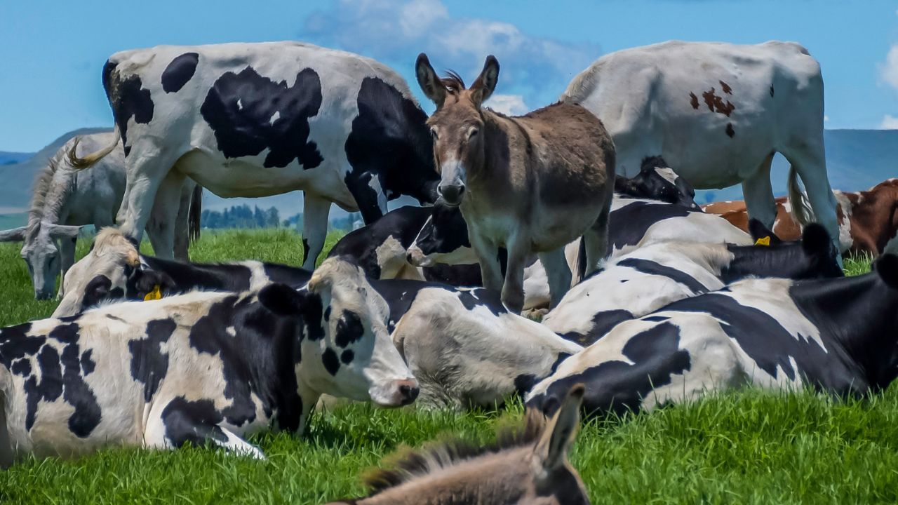 Zwierzęta na gospodarstwie