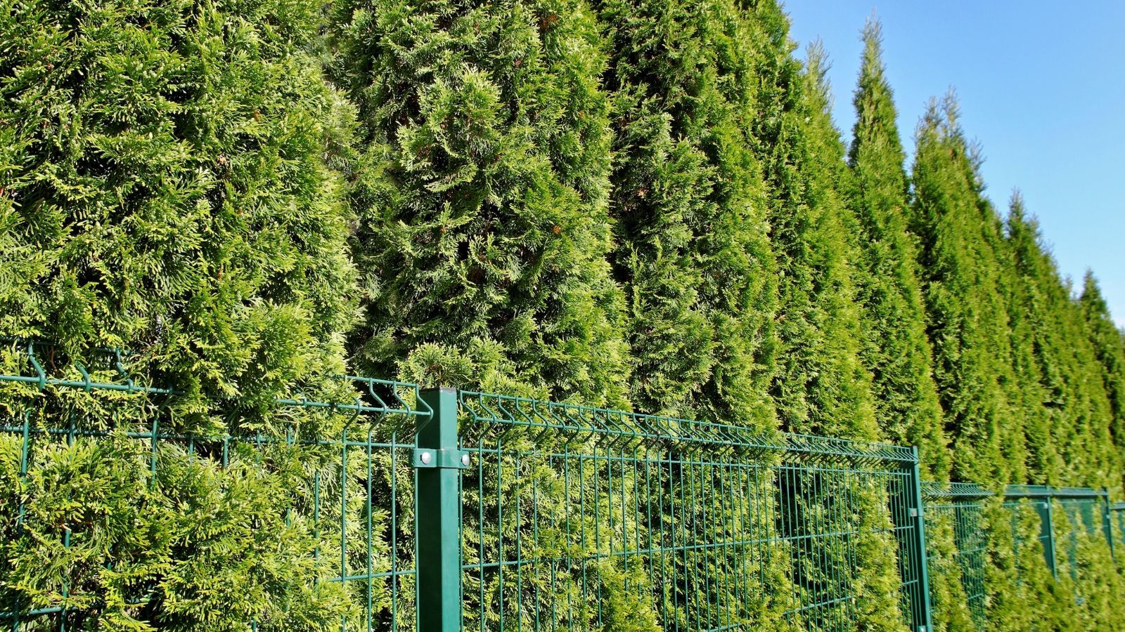 Masz te rośliny przy płocie? Sąsiad ma prawo żądać ich wycięcia. Poznaj nowe przepisy