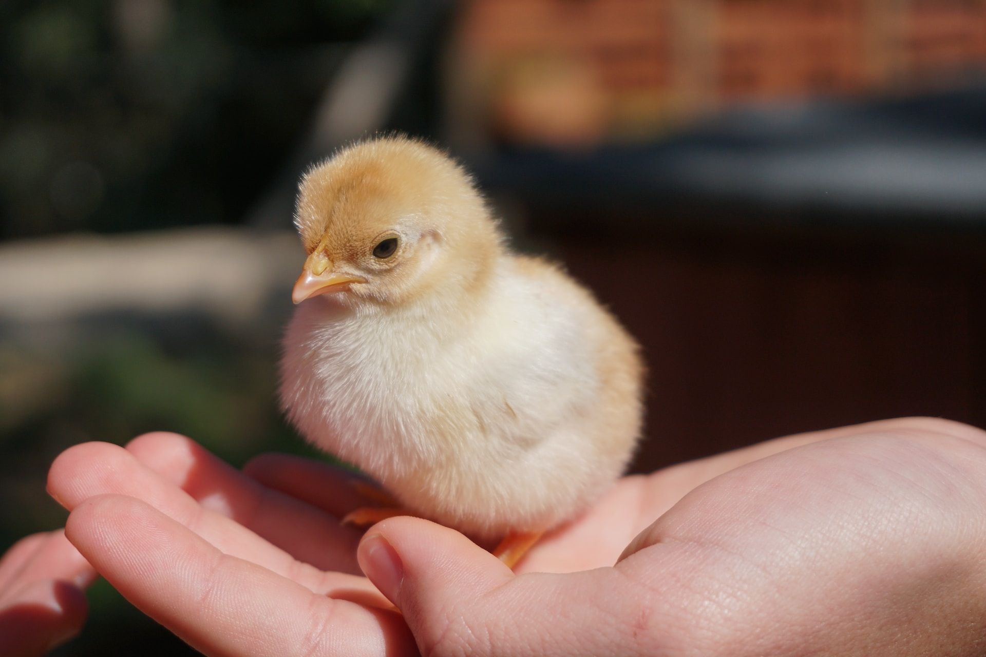 Mały kurczak