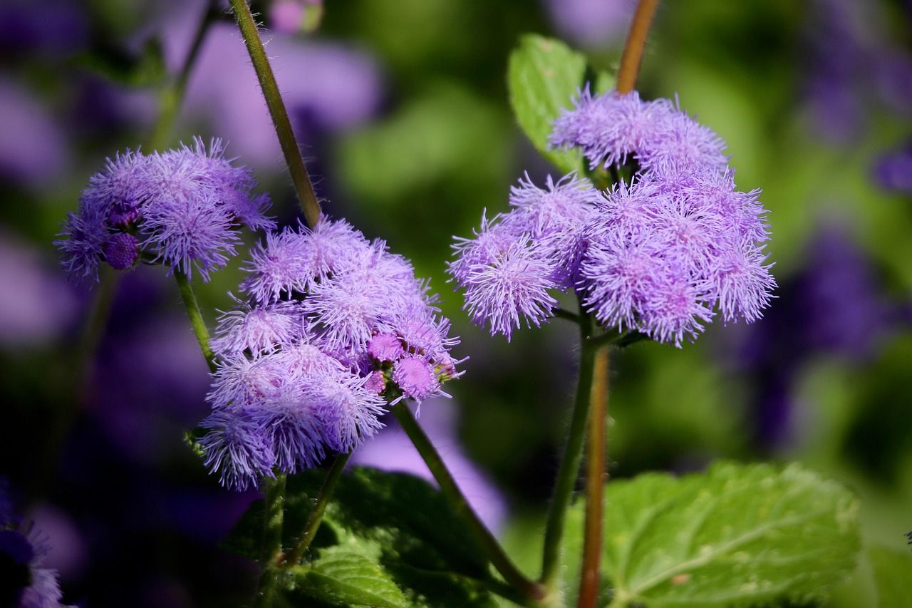 ageratum-8308899_1280.jpg