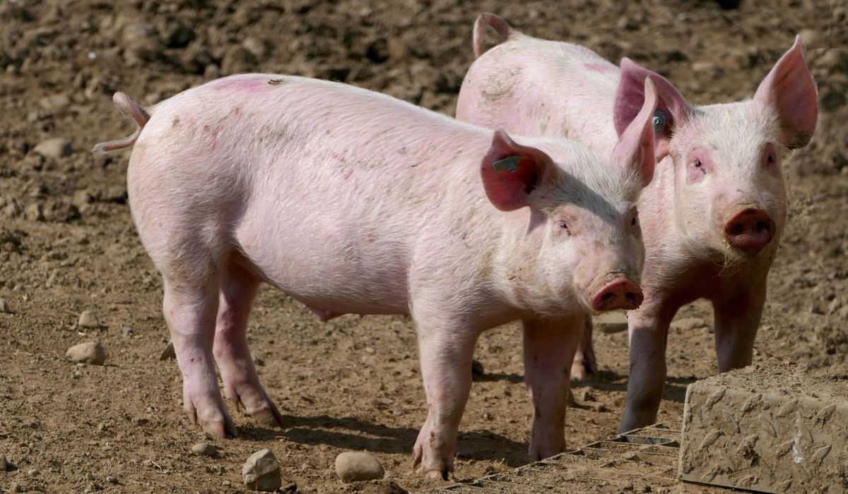 Chcesz ubić świnię z własnego gospodarstwa? Przepisy mówią jasno