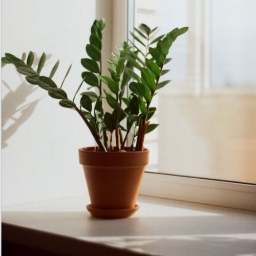 Domowa odżywka do zamiokulkasa. Co chwilę wypuszcza nowe pędy