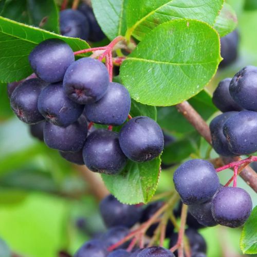 Te kuleczki są cenne jak złoto. Wkrótce zacznie się na nie sezon