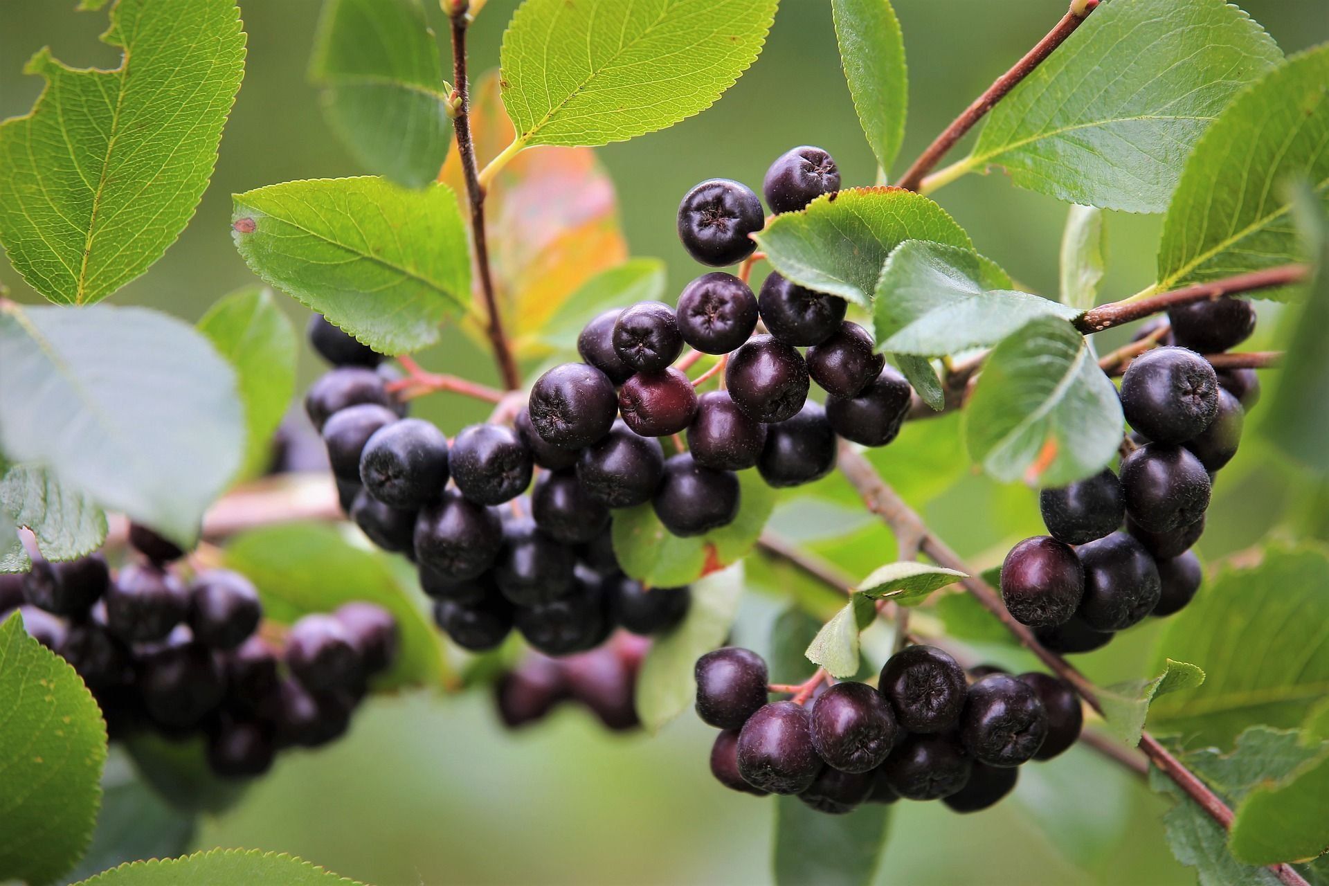 aronia 2.jpg