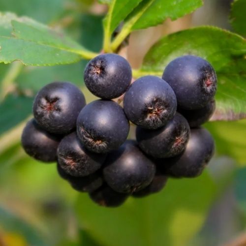 Prosty przepis na sok z aronii. Z tymi liśćmi smakuje najlepiej