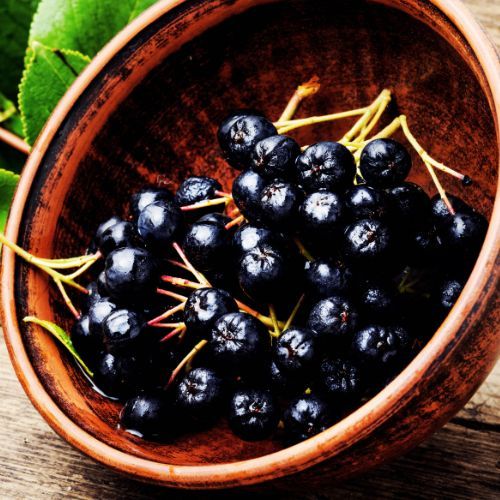 aronia.jpg