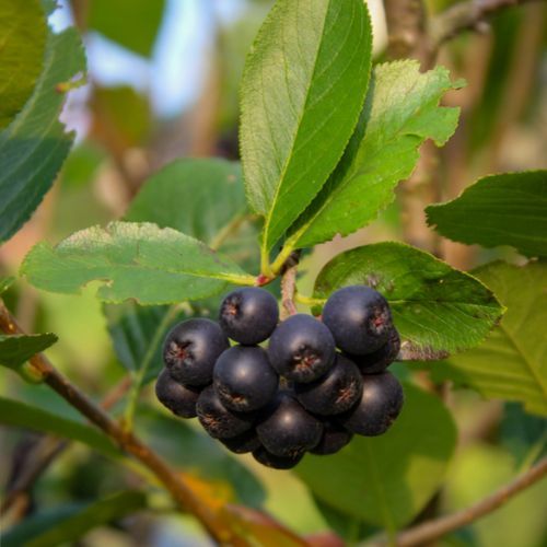 aronia.jpg