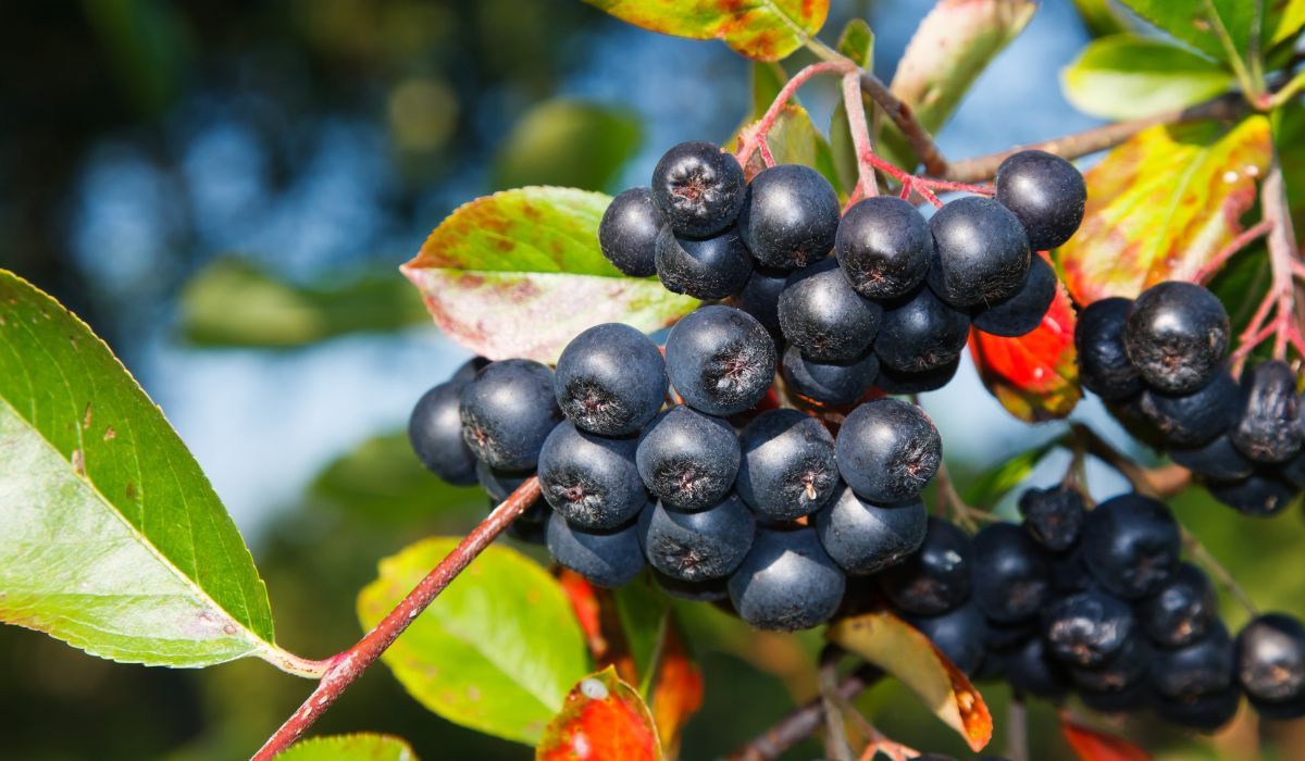 aronia