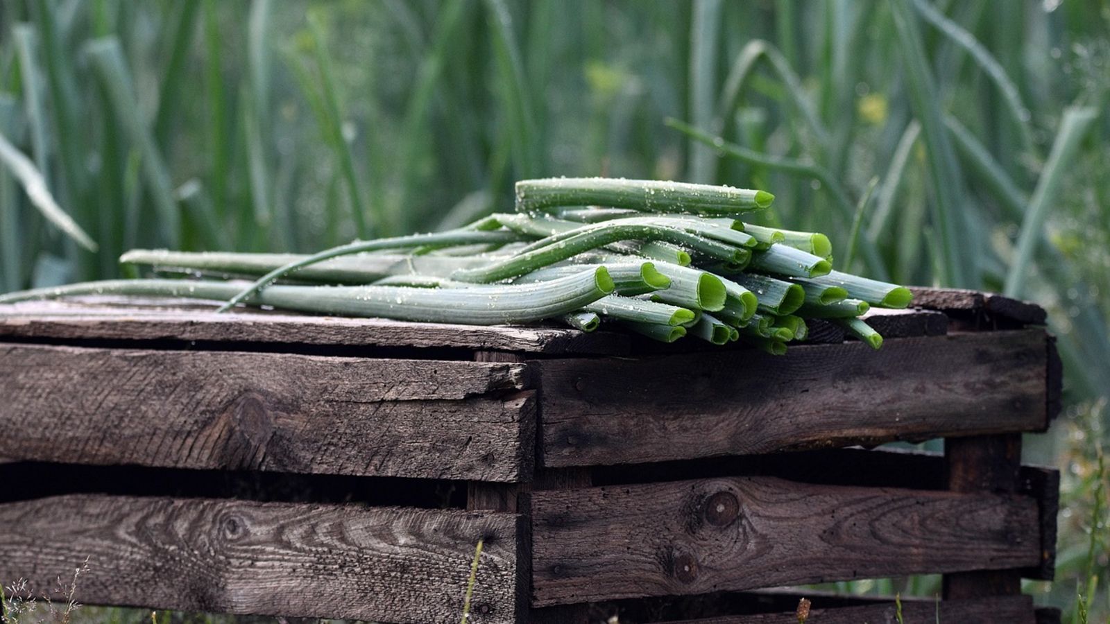 Michał Troszkiewicz