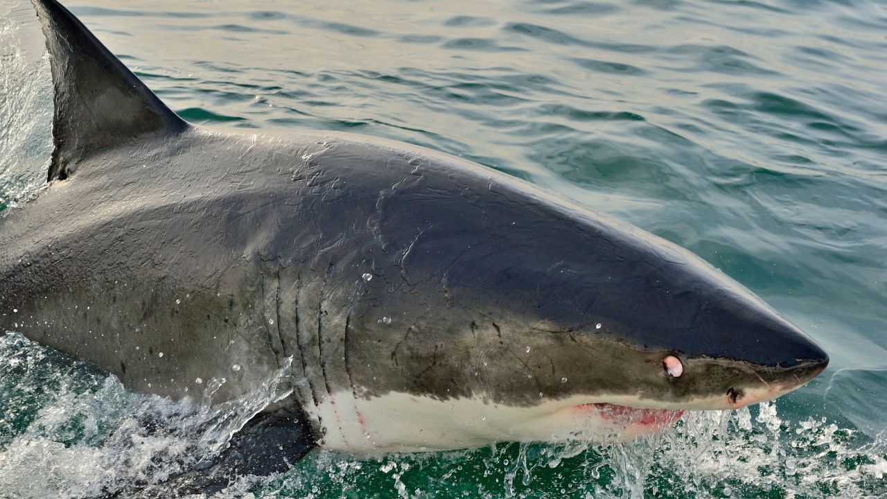 atak rekina na wędkarza