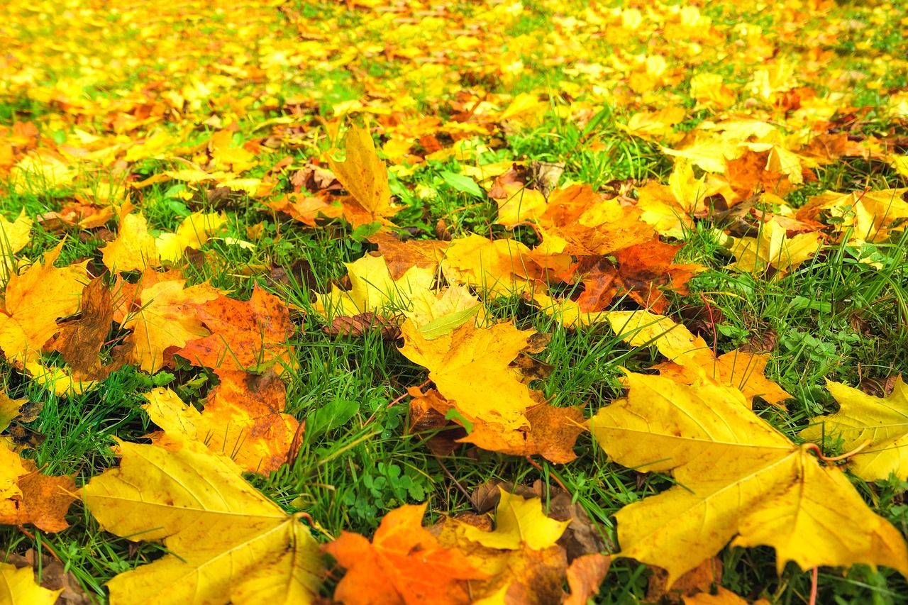 autumn-leaves-7498827_1280.jpg