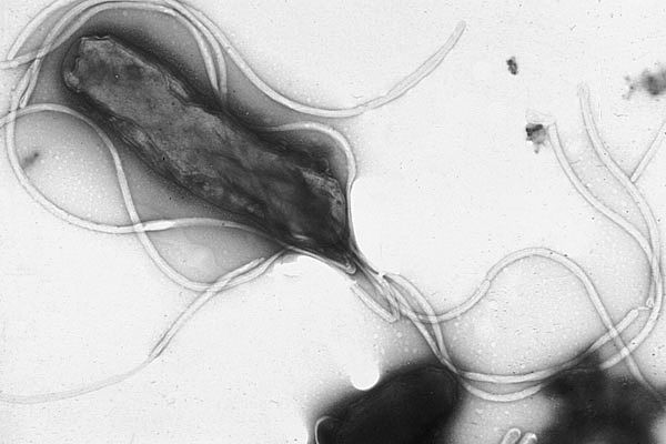 Bakteria Heliobacter pylori