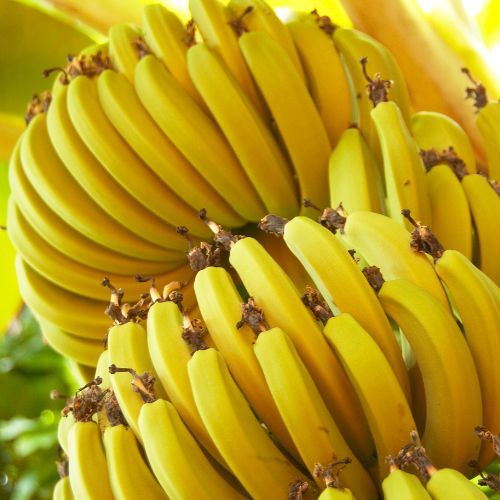 banany z kwiatostanem