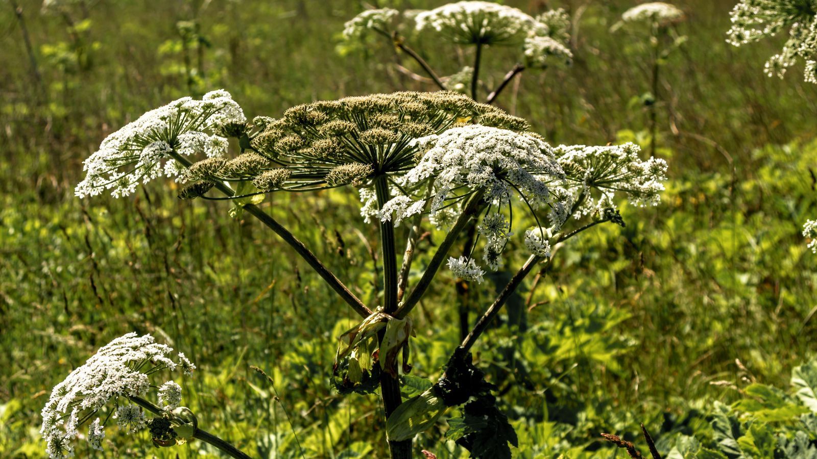 Lista roślin zakazanych w Polsce. Jeśli sąsiad doniesie, zapłacisz nawet milion złotch kary