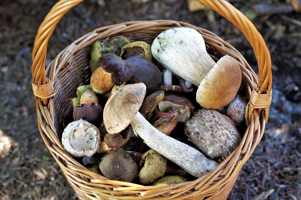 basket-of-mushrooms-4439653_1280.jpg