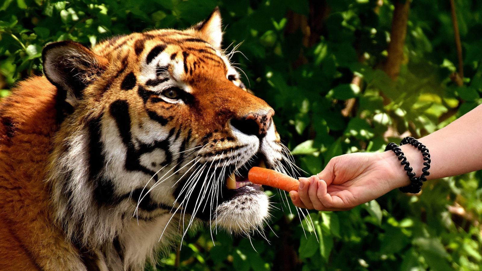 Szukają do pracy przy lwach, tygrysach i wilkach. ZOO ostrzega: "Będzie fizycznie i brudno”