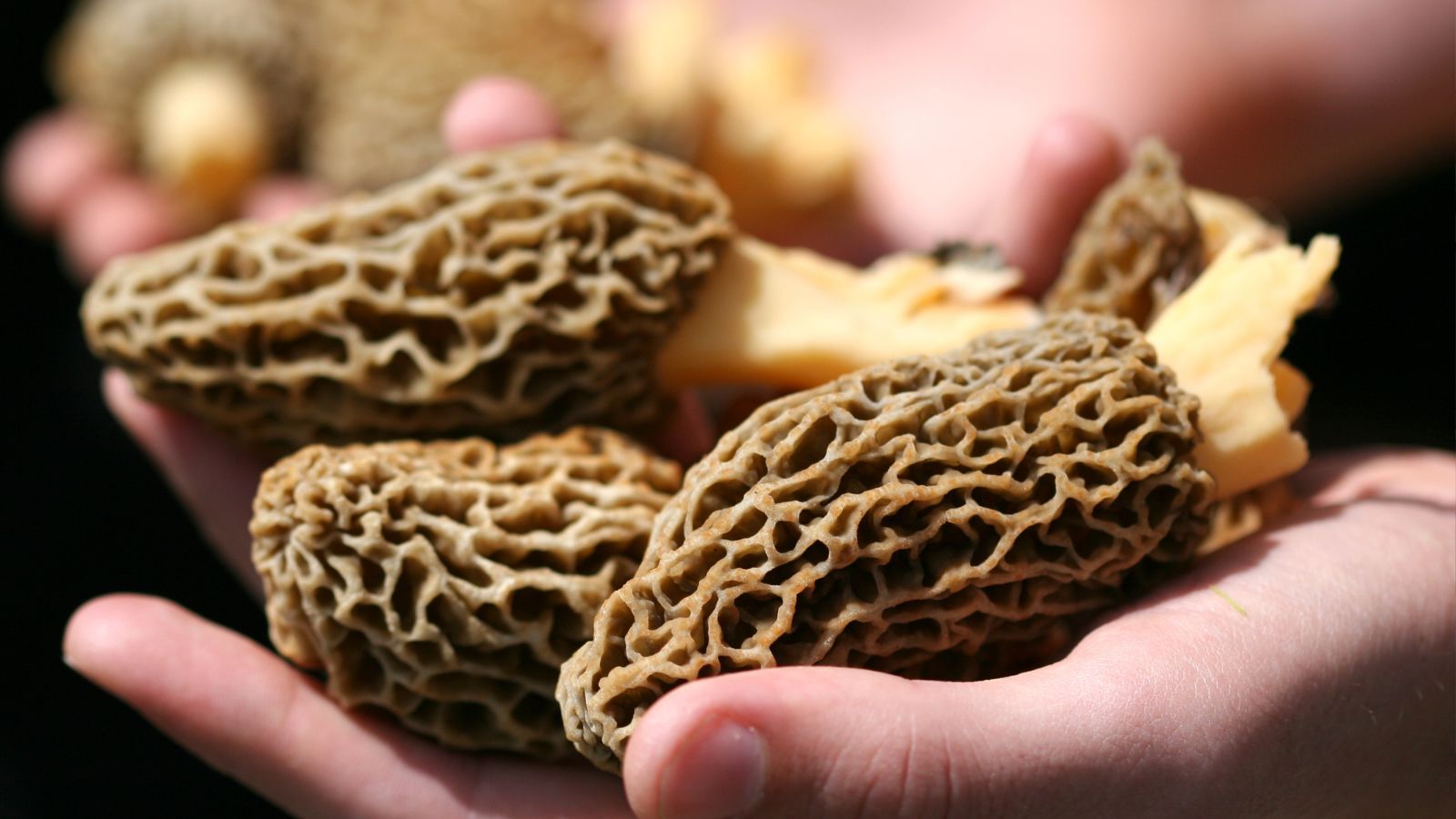 Nawet 2000 zł za kilogram. Wiosenny rarytas trafił na OLX, policja zapowiada ostrzejsze kary