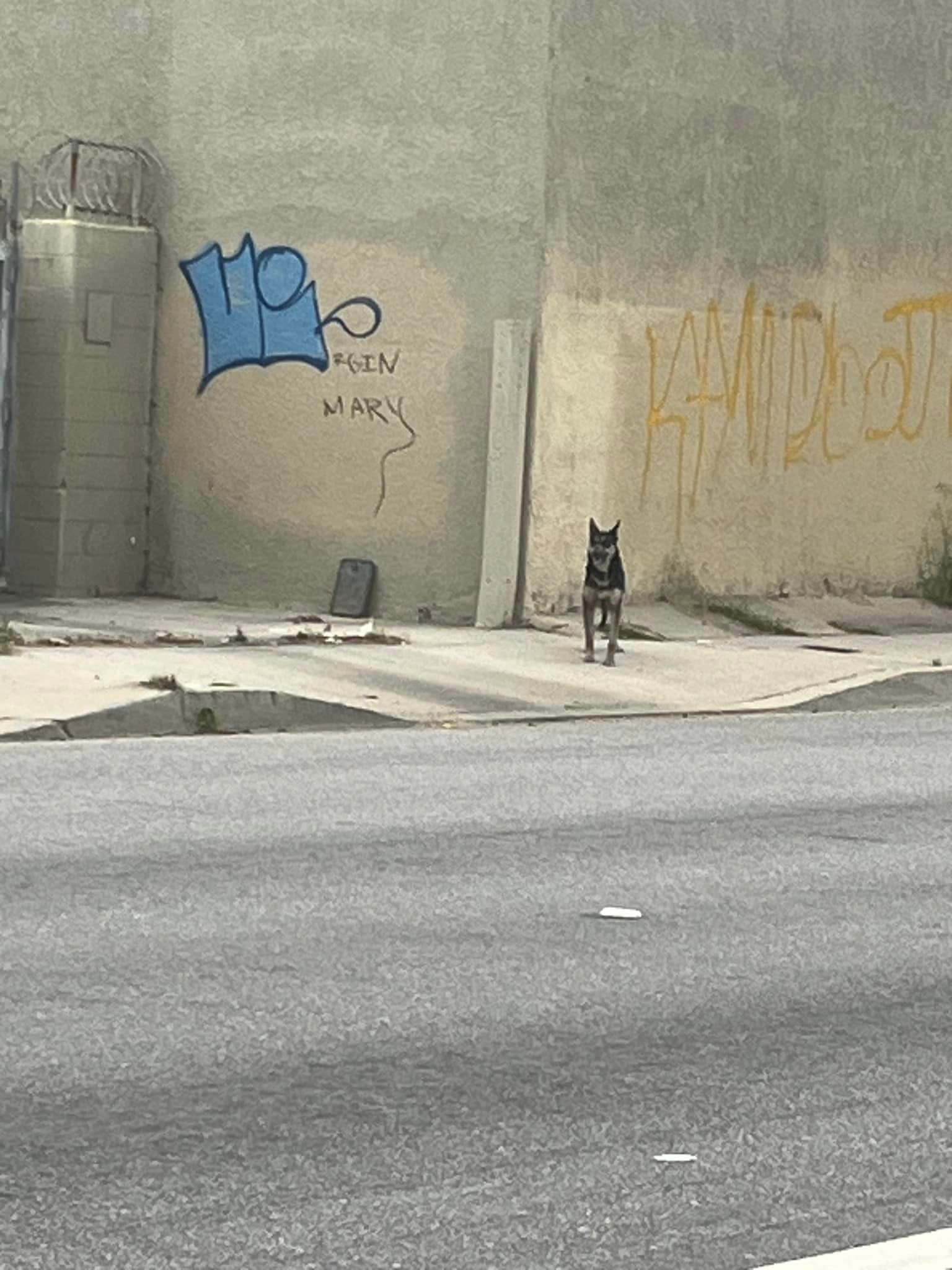 bezdomny pies
