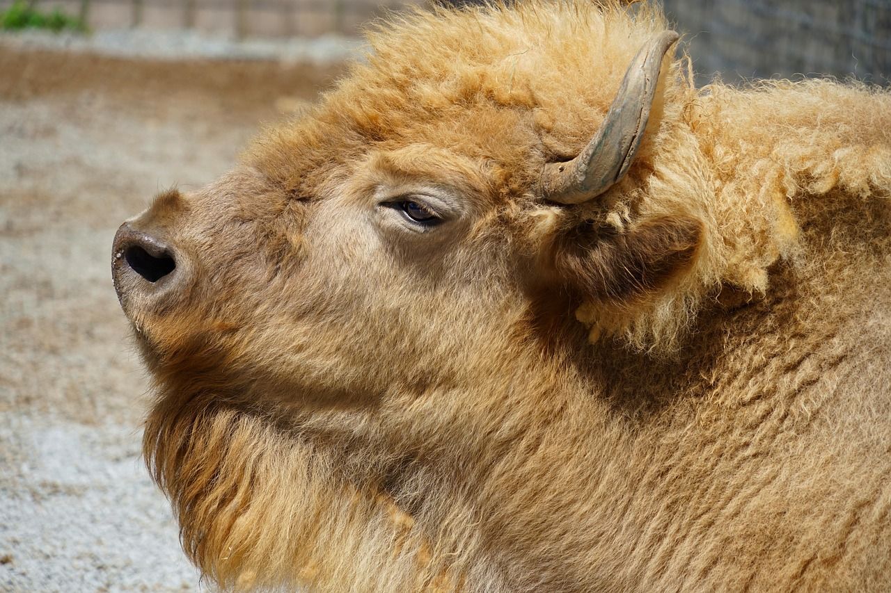 bison-7616858_1280.jpg