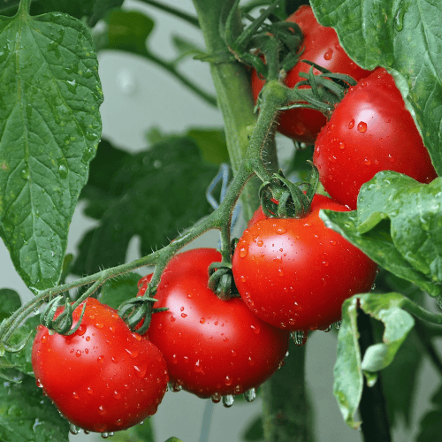 błędy w uprawie pomidorów