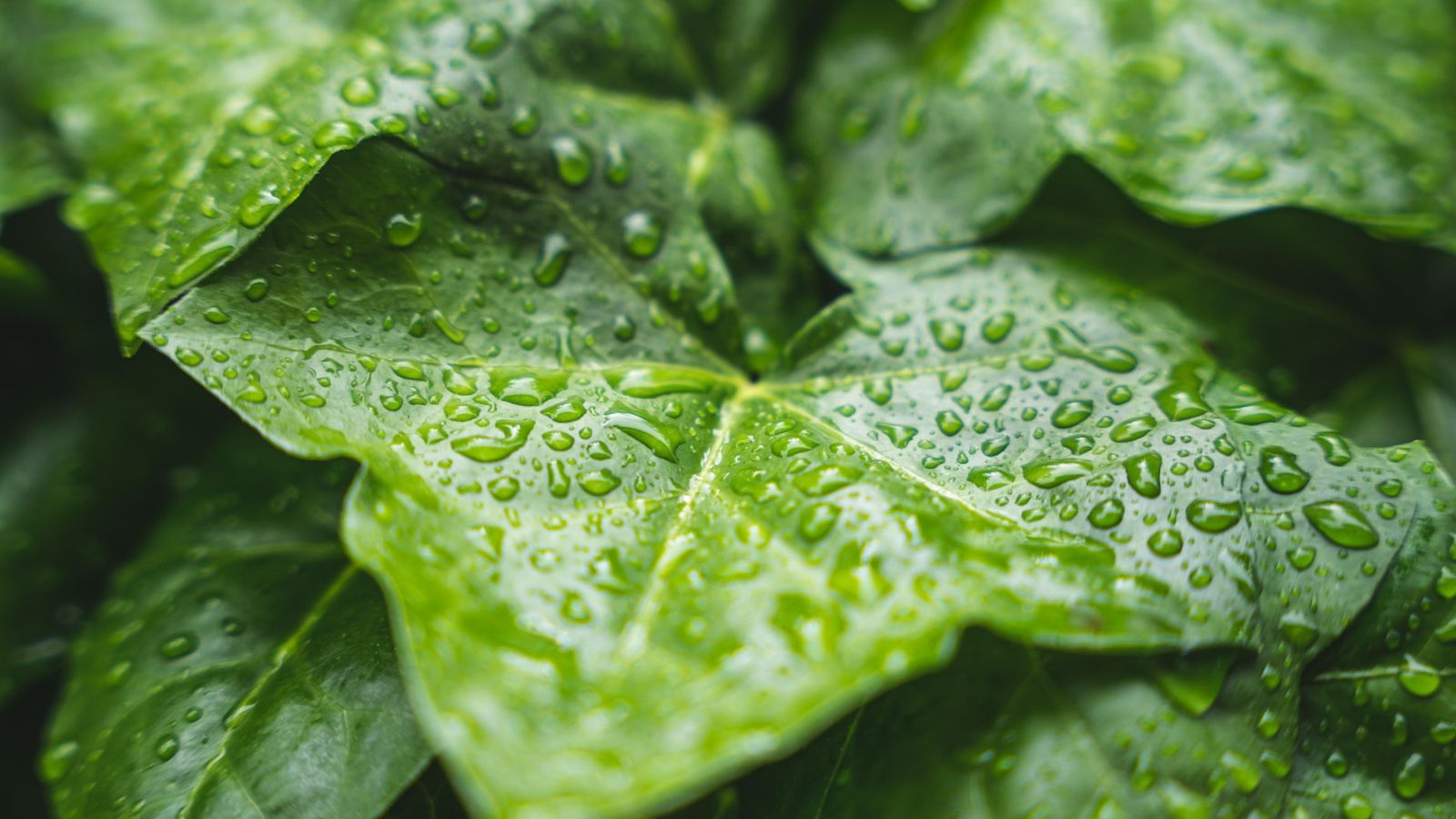 Wielkie dopłaty dla właścicieli posesji. 10 tysięcy złotych czeka, wystarczy spełnić jeden warunek