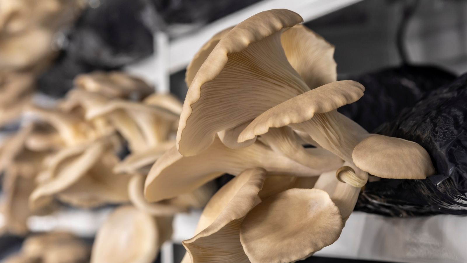 Na 30 hektarach zbudowali dochodowy biznes. Na tej uprawie zarabiają przez cały rok