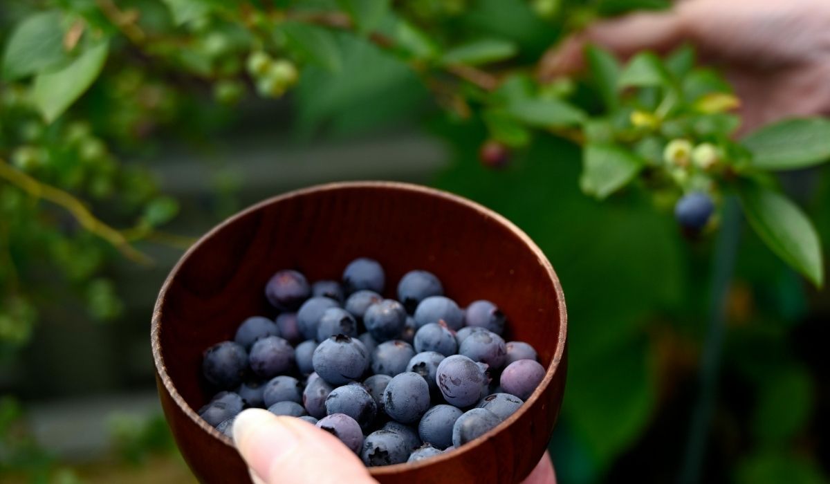 Nie przegap terminu, posyp nim borówkę. Latem zbierzesz kosze owoców