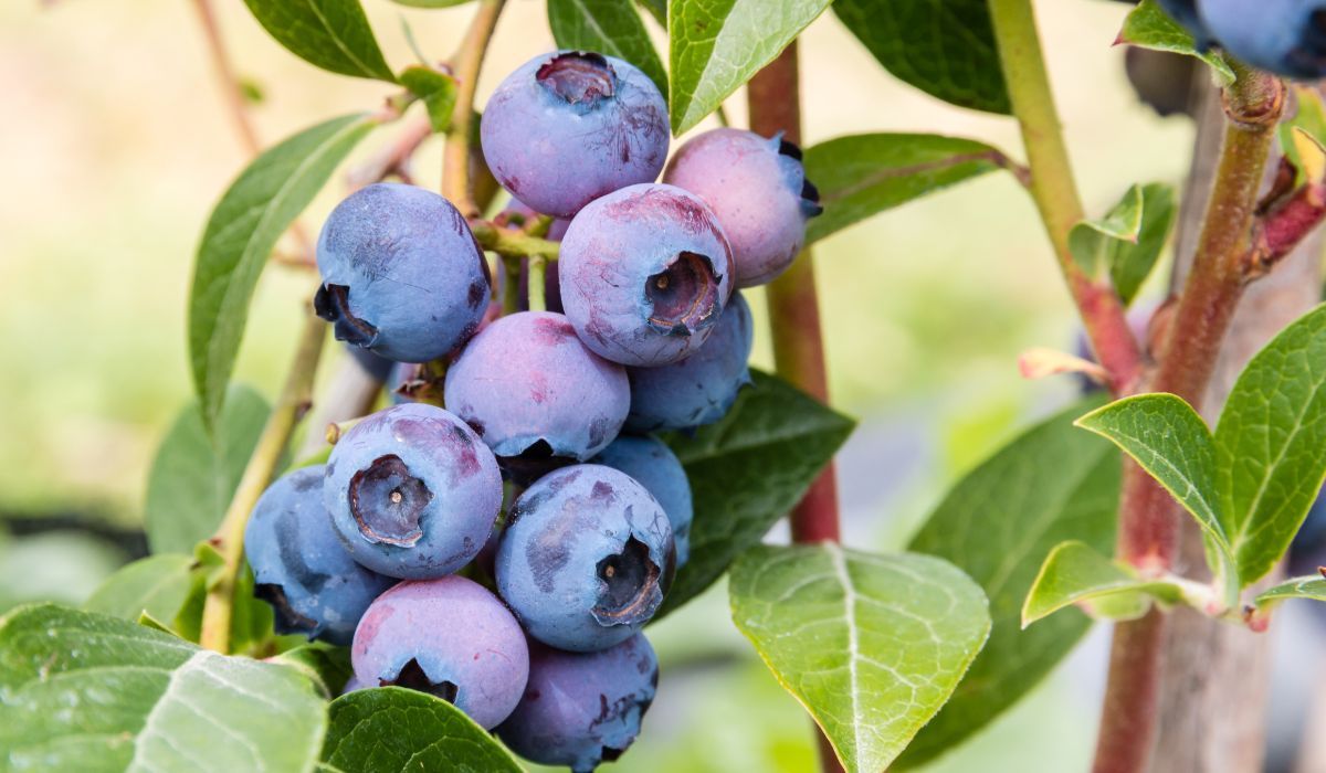 Nie przegap, to ostatni termin. Zrób teraz, a latem zbierzesz kosze borówek