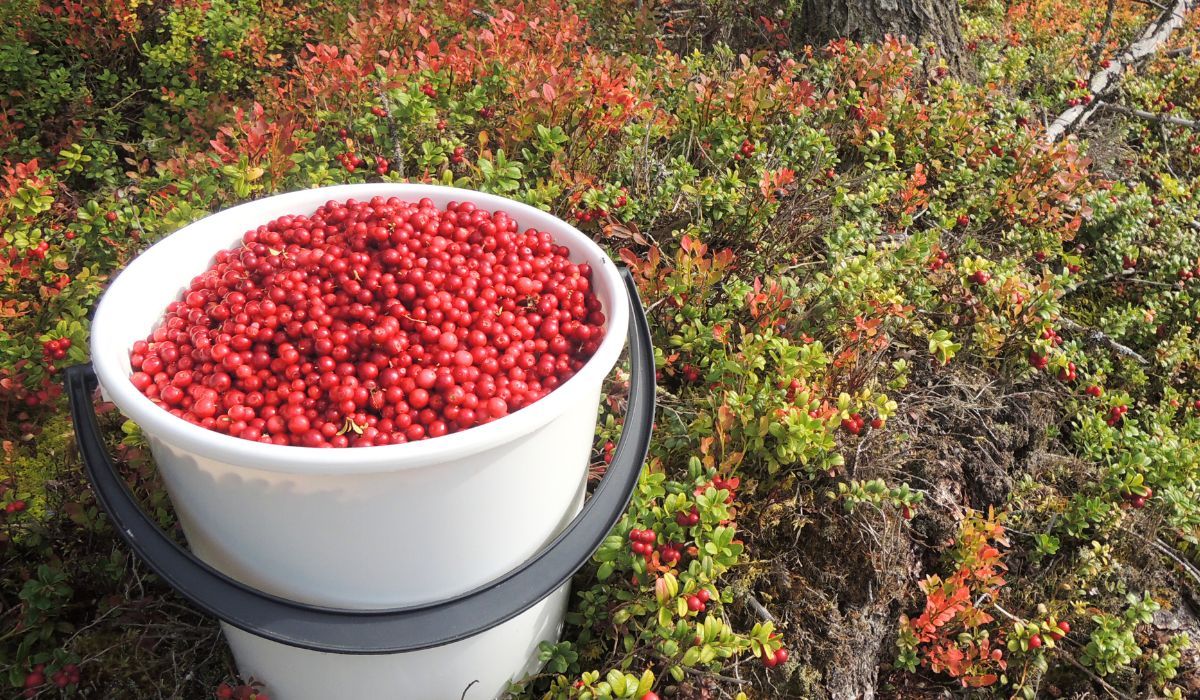 Właśnie pojawiły się w lasach. Trzeba się spieszyć, sezon jest krótki