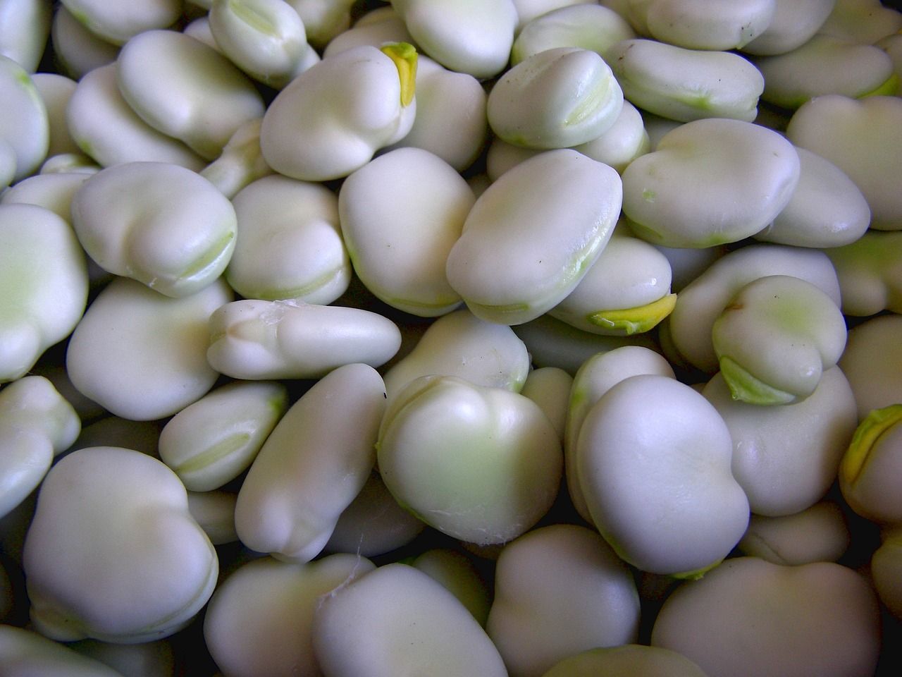broad-bean-2555046_1280.jpg