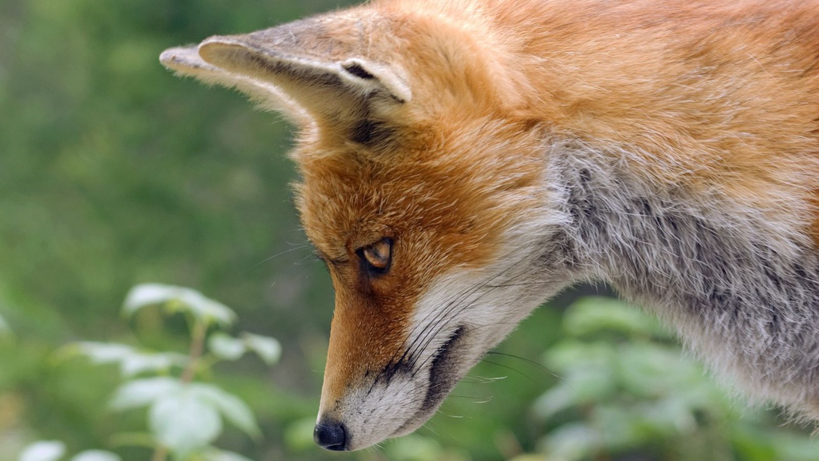 Tak przepędzisz lisy z posesji. Koniec ze szkodami, to niezawodne sposoby