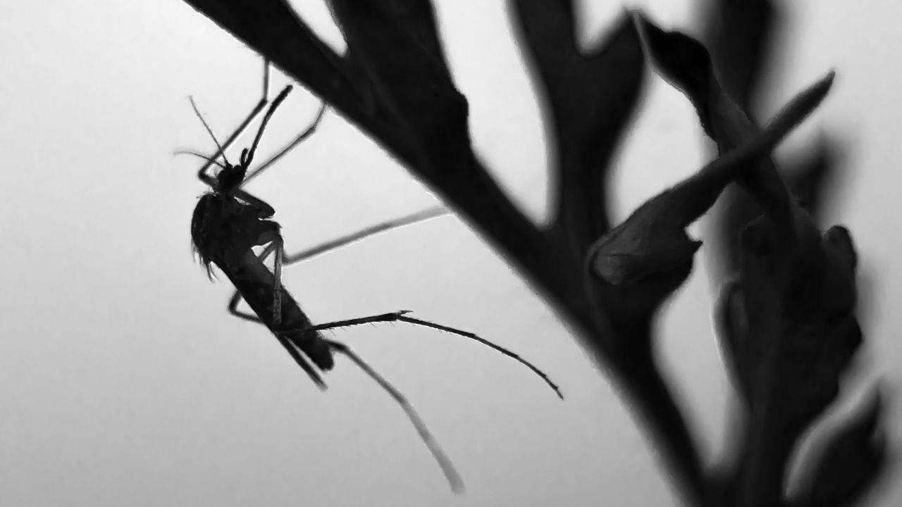 Znasz je tylko ze słyszenia, a może już rozpracowałeś wroga? 7 ważnych pytań o komary