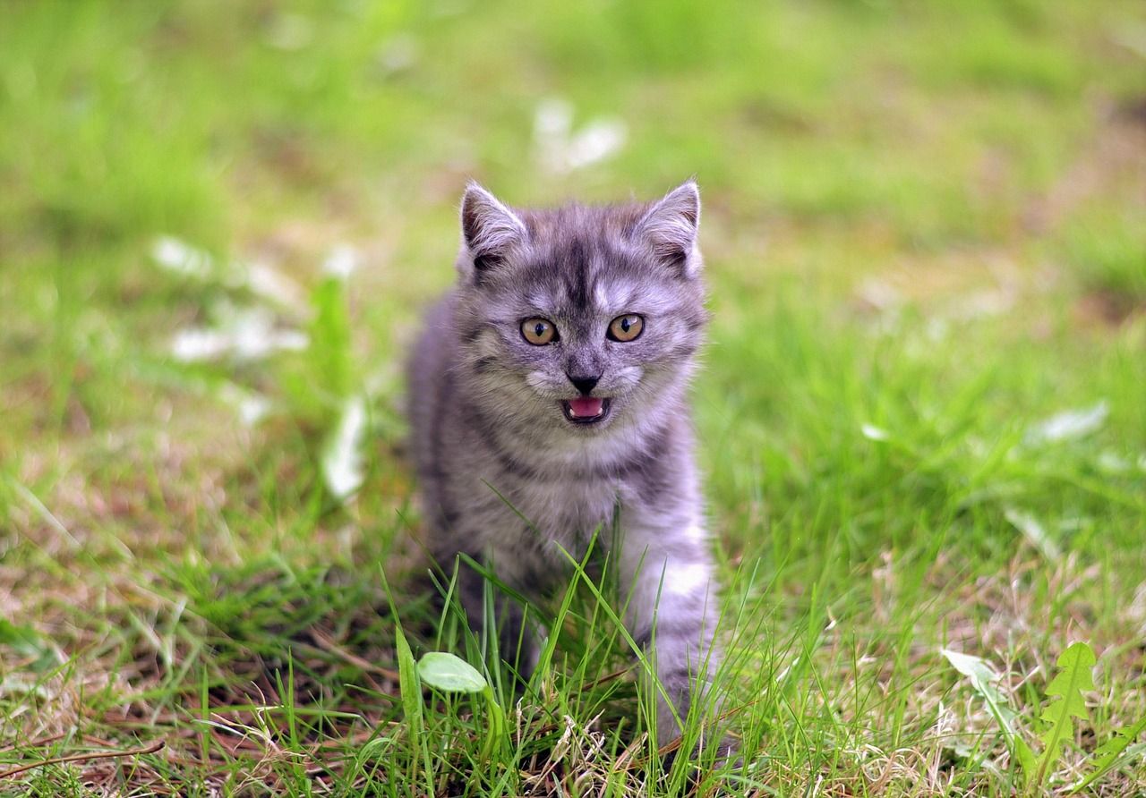 cat-3431526_1280.jpg