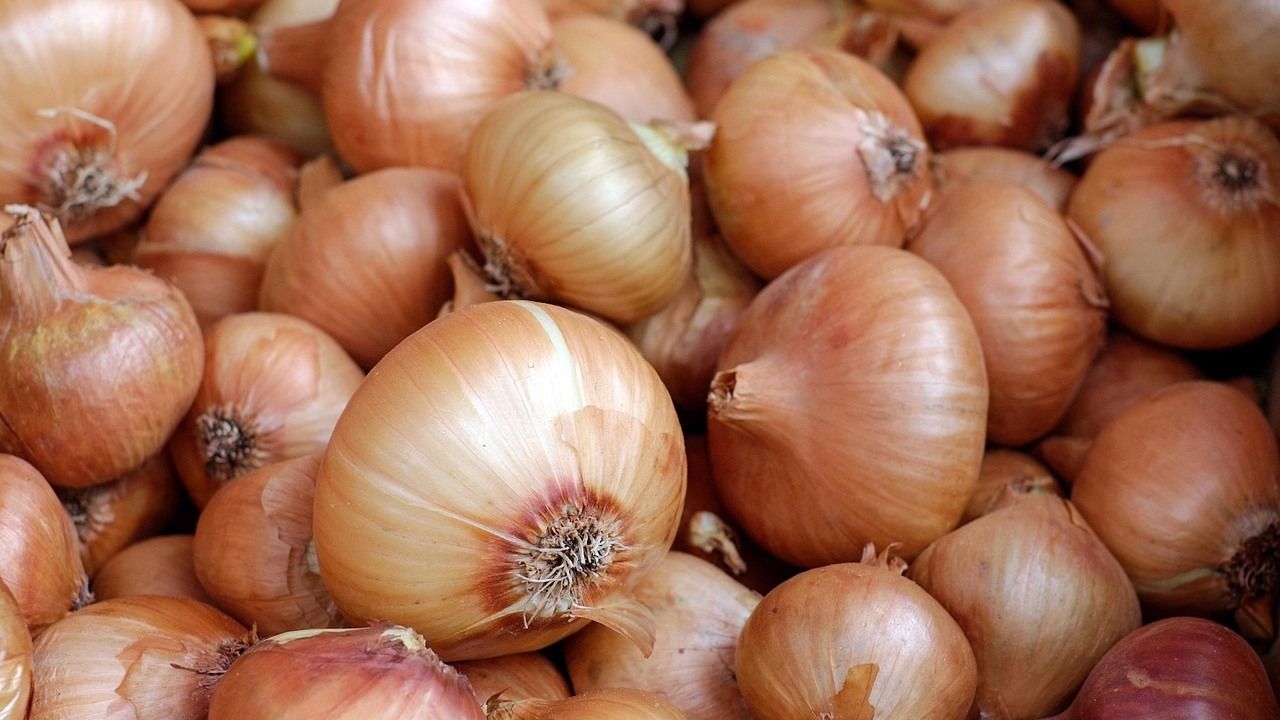 cebula