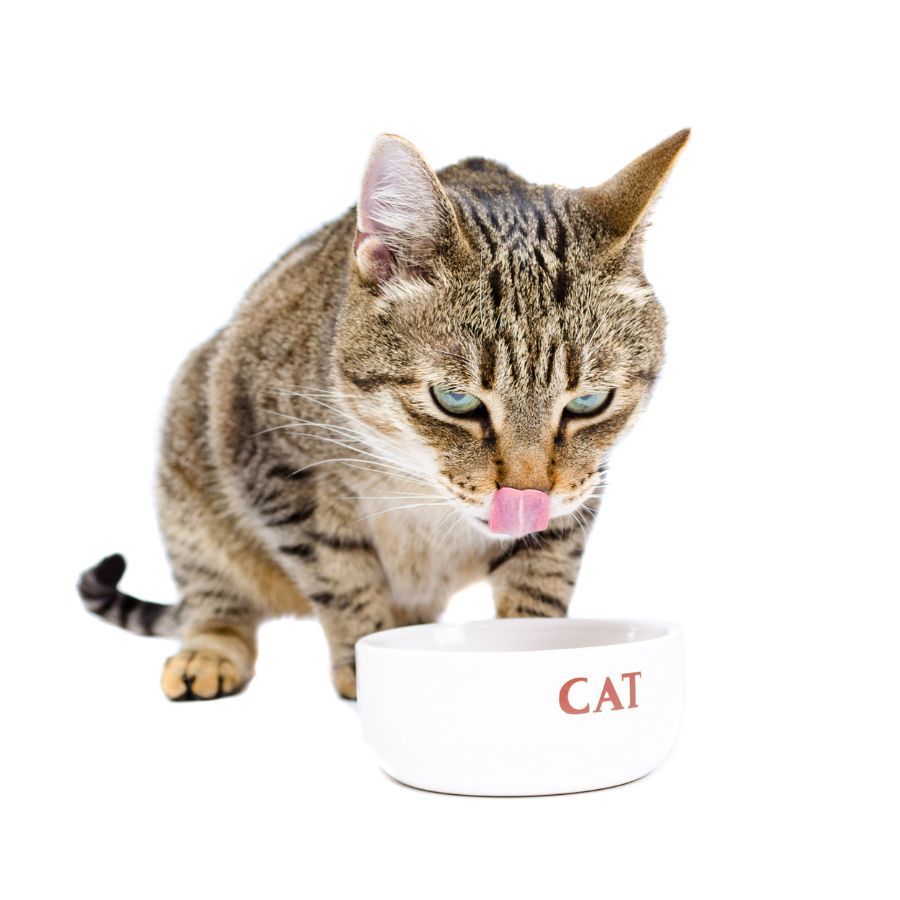 ceramiczna miska dla kota