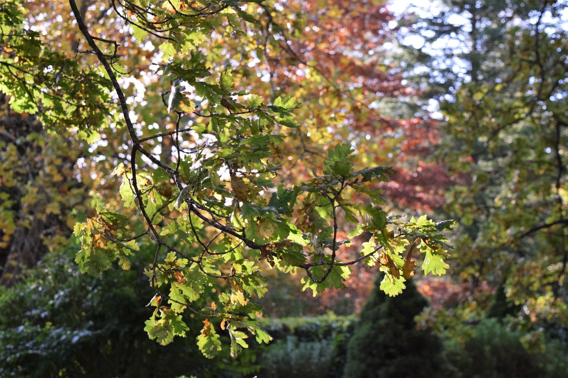 liście drzew na jesieni