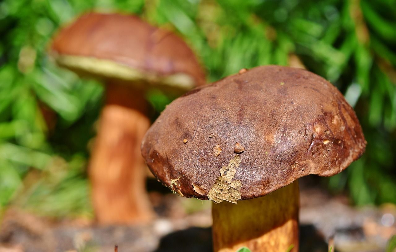 chestnut-bolete-3708755_1280.jpg