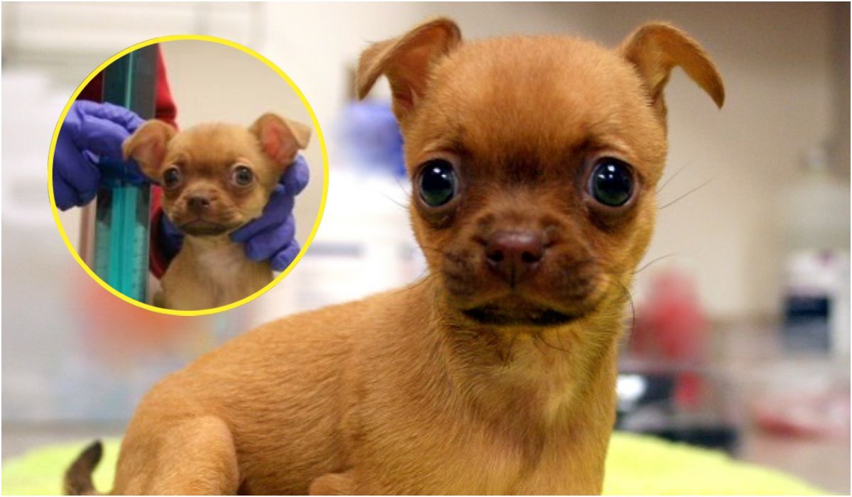 Pies rasy chihuahua urodził się z wadą wrodzoną