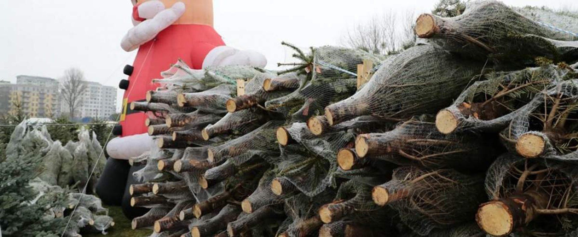 Ceny choinek w 2025 roku szokują. Polacy zapłacą więcej przed Bożym Narodzeniem